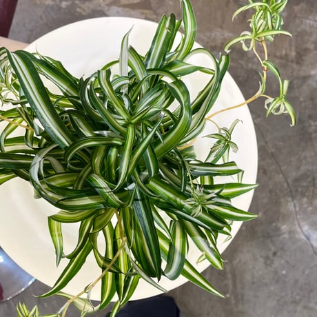 JAPAN USED “KOIZUMI” PLANTER STAND LAMP