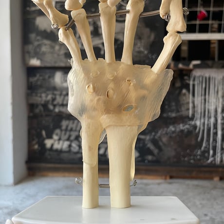 USED BONE MODEL OF ONE HAND