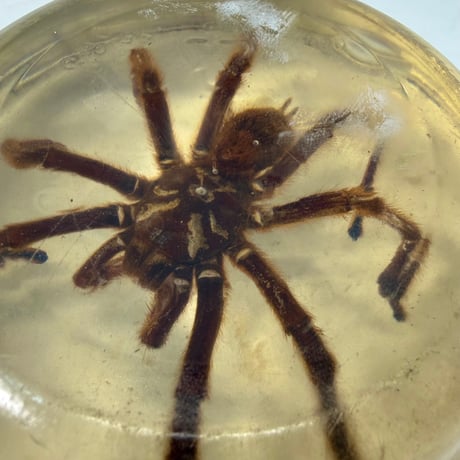 VINTAGE RESIN  TARANTULA ORNAMENT