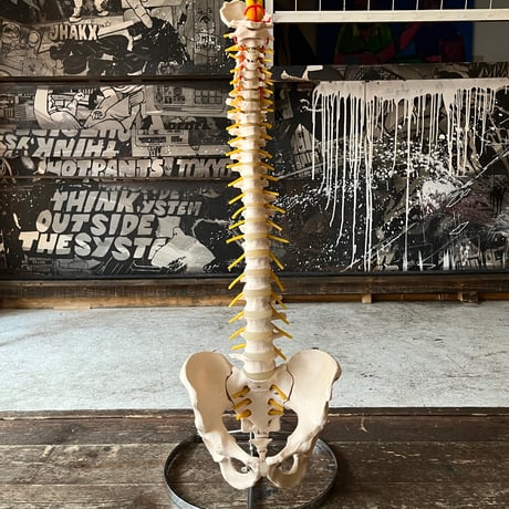 USED HUMAN SPINE MODEL