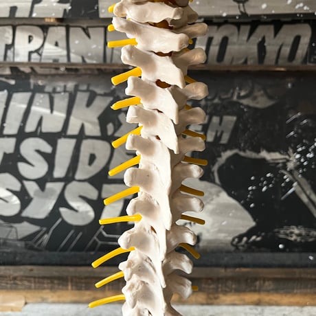 USED HUMAN SPINE MODEL