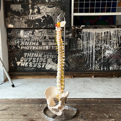 USED HUMAN SPINE MODEL