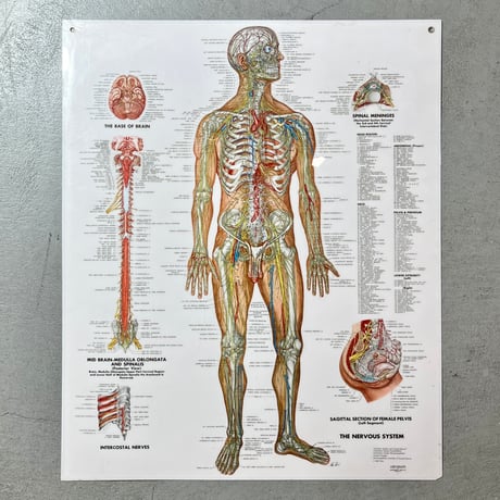 USED THE NERVOUS SYSTEM WALL CHART