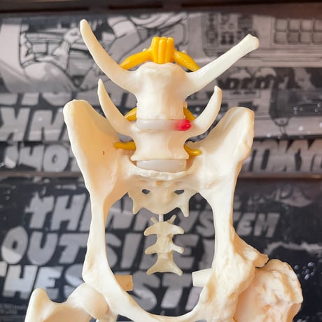 USED DOG HIP BONE MODEL