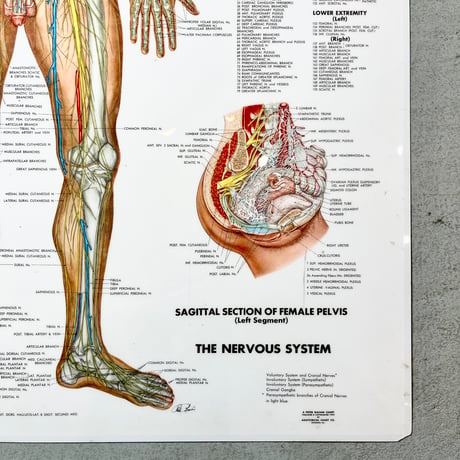USED THE NERVOUS SYSTEM WALL CHART