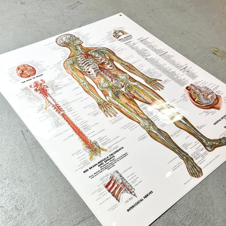 USED THE NERVOUS SYSTEM WALL CHART
