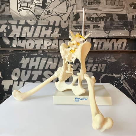 USED DOG HIP BONE MODEL