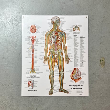 USED THE NERVOUS SYSTEM WALL CHART
