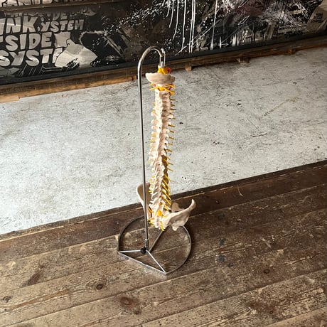 USED HUMAN SPINE MODEL