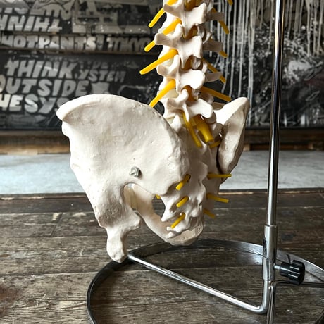 USED HUMAN SPINE MODEL