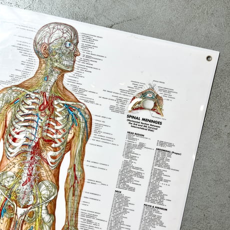 USED THE NERVOUS SYSTEM WALL CHART
