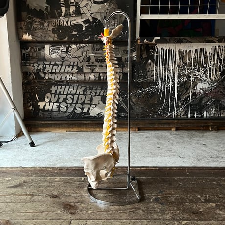 USED HUMAN SPINE MODEL