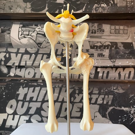 USED DOG HIP BONE MODEL