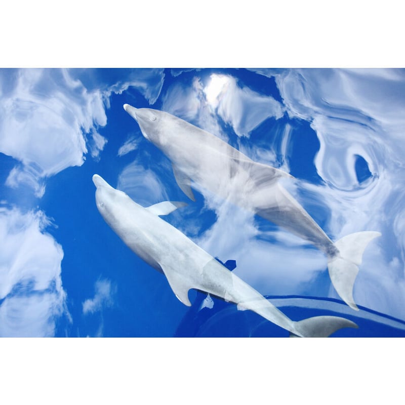 きせきのしま | 写真集 | Sachi Murai Online Store