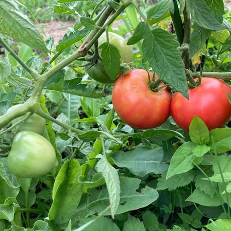 【農薬化学肥料不使用】季節のお野菜セット　M