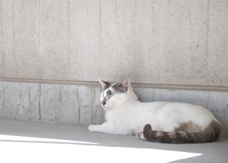 【保護猫支援】巾着セット「ゆきち」