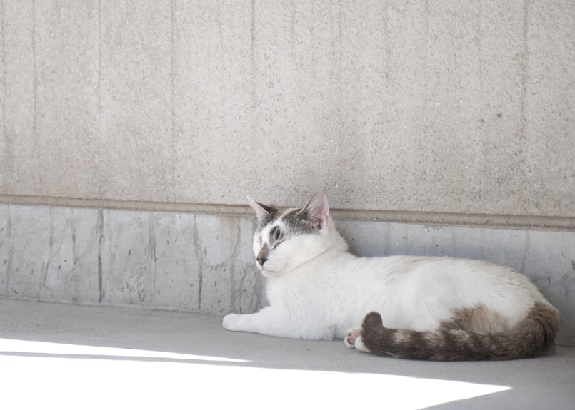 保護猫支援】巾着セット「ゆきち」 | パティスリーアンフルール