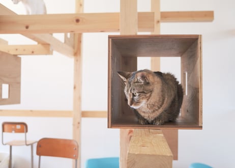 【保護猫支援】巾着セット「ゆきち」