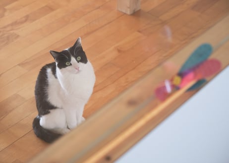 【保護猫支援】巾着セット「ゆきち」