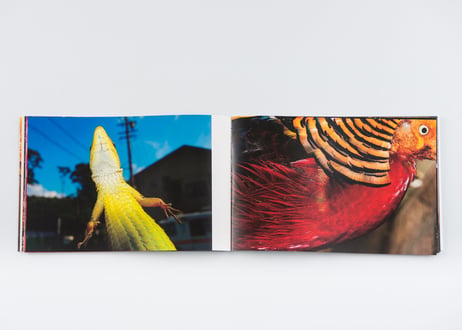 『MILD NATURE』松井 一泰 ---MILD NATURE by Kazuyasu Matsui