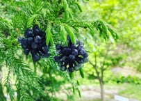 grapes