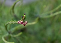 Seeds2個