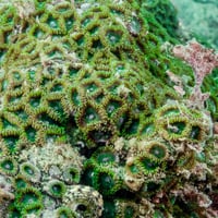PADI AWARE 葉山サンゴの保護コース