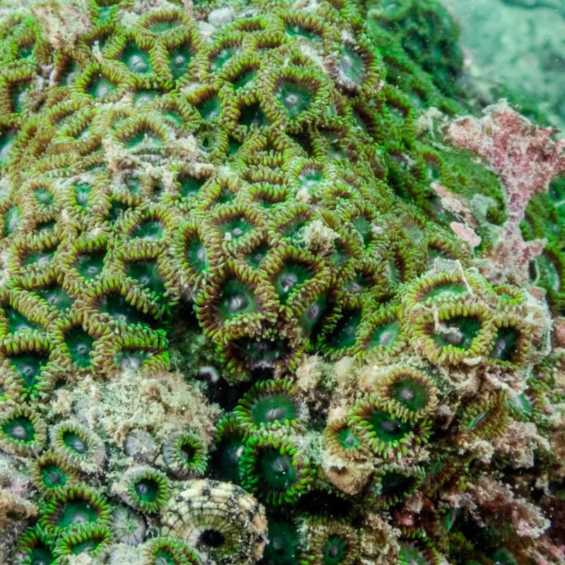 PADI AWARE 葉山サンゴの保護コース | 湘南DIVE.com オンラインショップ