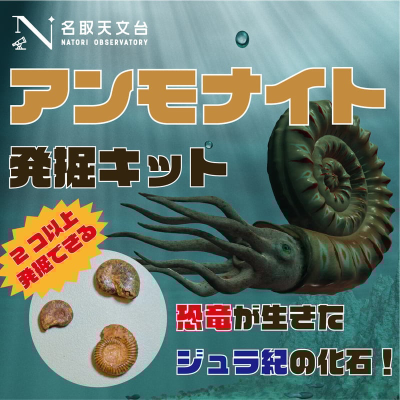 北海道アンモナイト　化石　科学　自由研究　恐竜　発掘 北海道アンモナイト 化石 科学 自由研究 恐竜 発掘 - メルカリ