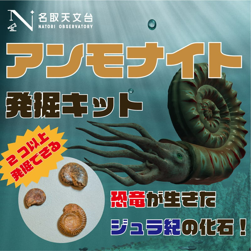 恐竜が生きたジュラ紀の化石】アンモナイト発掘キット | 名取天文台SHOP