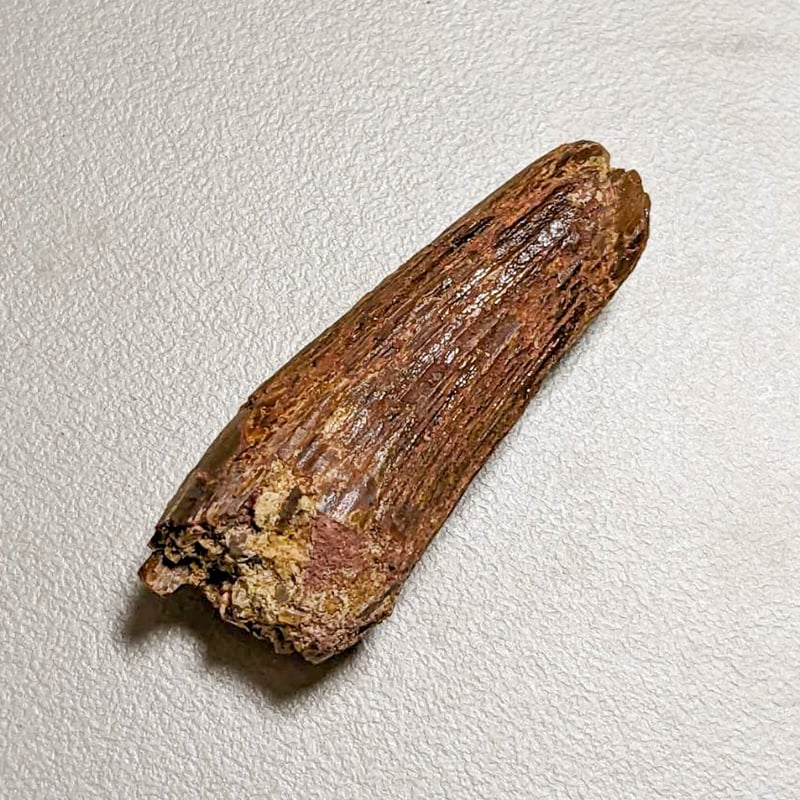 スピノサウルス　本物　化石　歯　標本 Amazon | SCIENCE 恐竜の化石「スピノサウルスの歯 化石（獣脚類