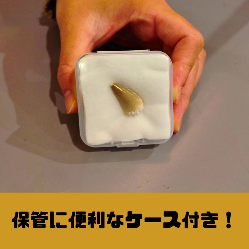白亜紀の海最強】モササウルス発掘キット | 名取天文台SHOP