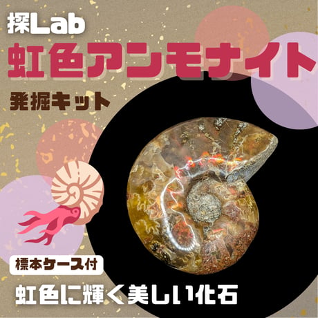 【虹色に輝く美しい化石】虹色アンモナイト発掘キット