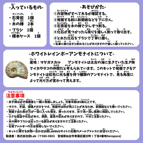 【セット販売】ホワイトレインボーアンモナイト発掘キット＆琥珀発掘キット
