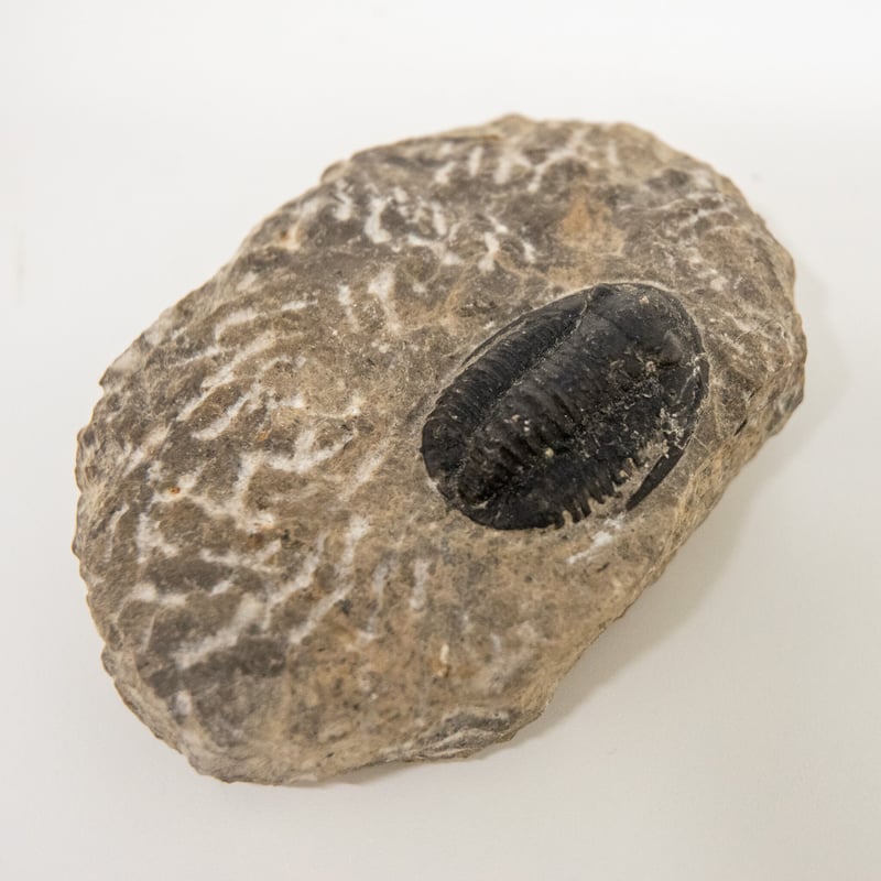 化石標本】モロッコ産 三葉虫（デボン紀） | 名取天文台SHOP