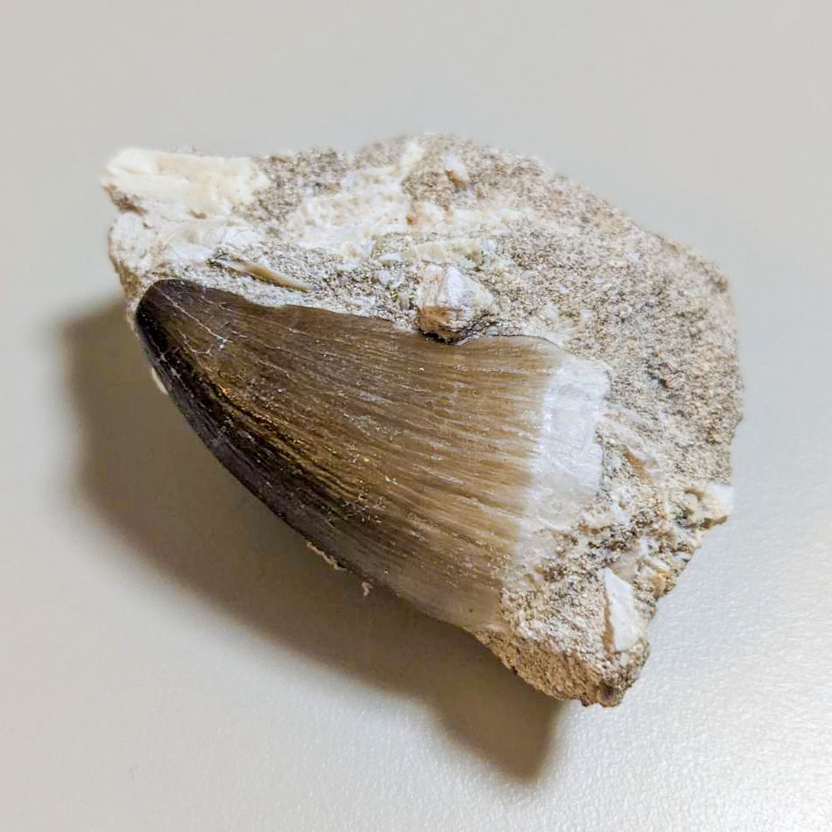 モササウルスの歯 化石 母岩付き - 置物