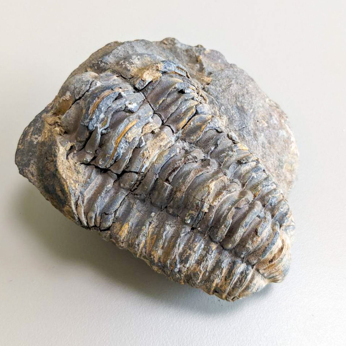 モロッコ産　三葉虫化石　現在輸出禁止です。 全身が棘で覆われたスパイニー系三葉虫の代表格！三葉虫コレクター垂涎