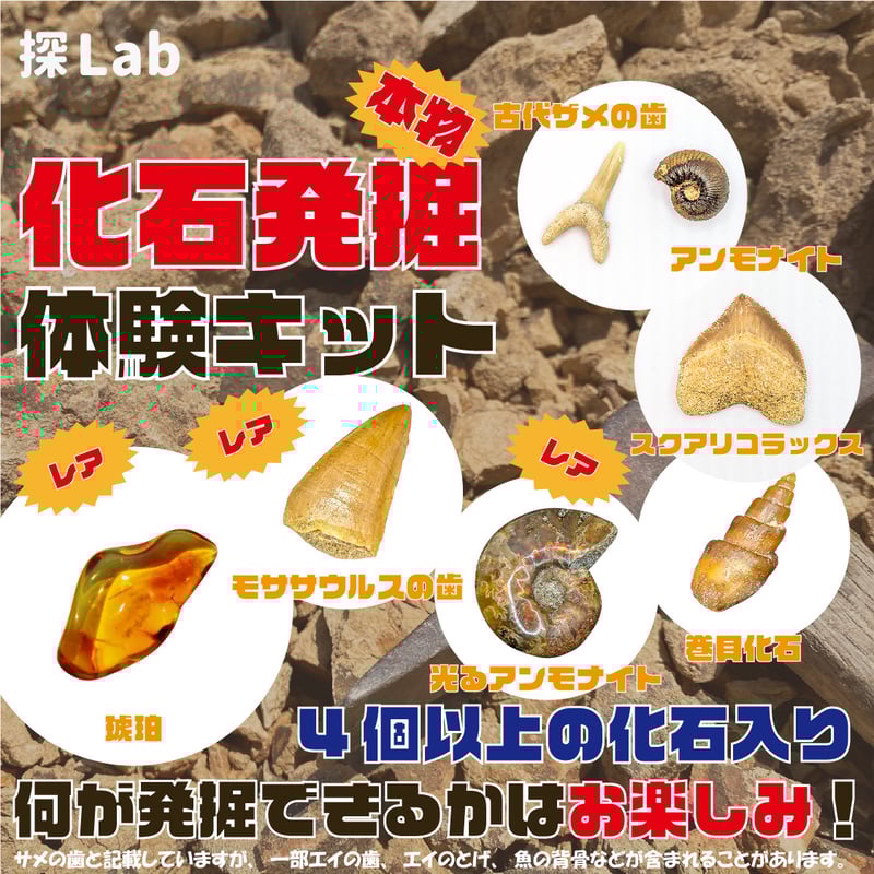 生きた化石様②専用商品 化石発掘体験キット（バラエティーセット） | 名取天文台SHOP