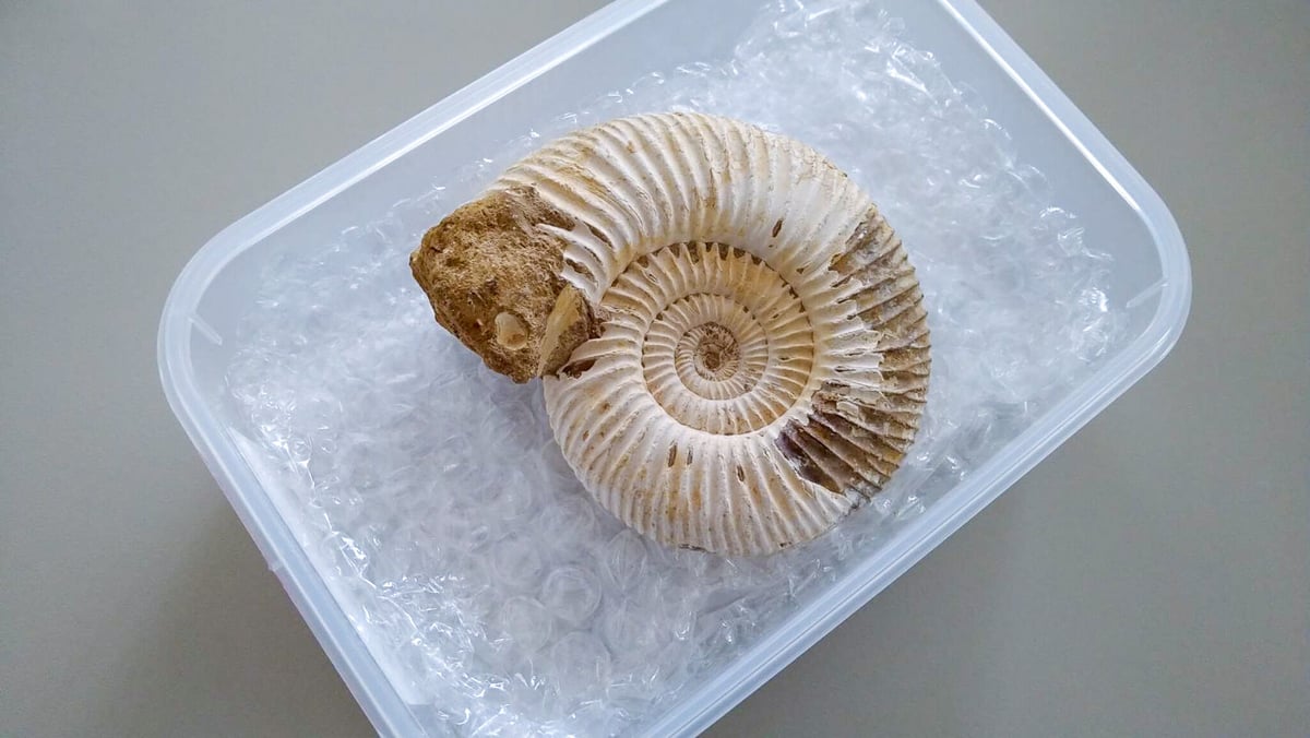 化石 アンモナイト 貝化石 標本 時代 骨董 置物 飾り物 台座付