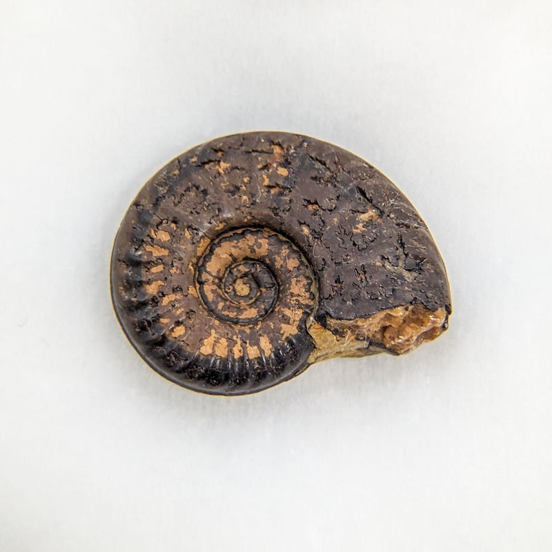 アンモナイト化石モロッコ産