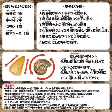 化石発掘体験キット（バラエティーセット）