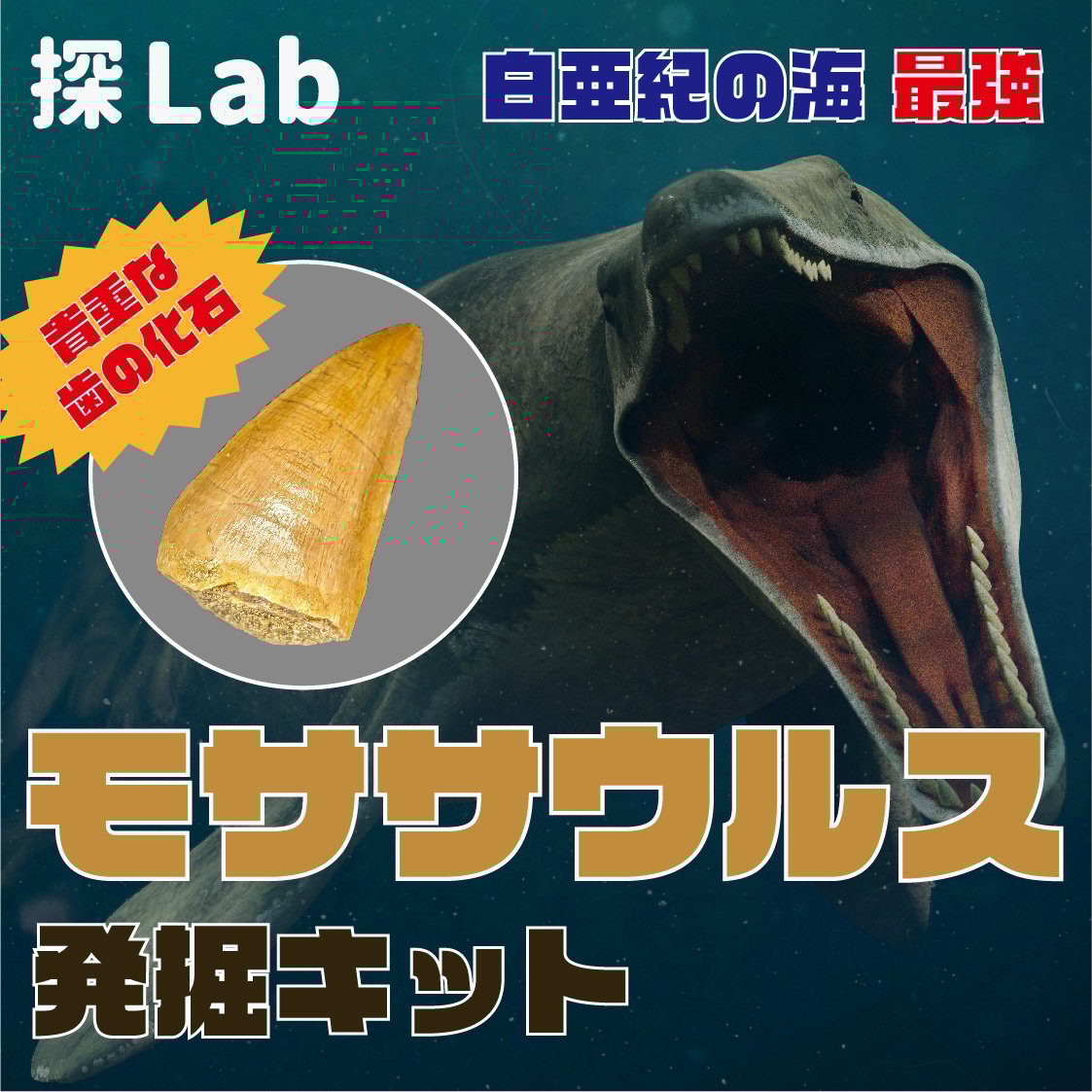 白亜紀の海最強】モササウルス発掘キット | 名取天文台SHOP 白亜紀の海最強】モササウルス発掘キット | 名取天文台SHOP