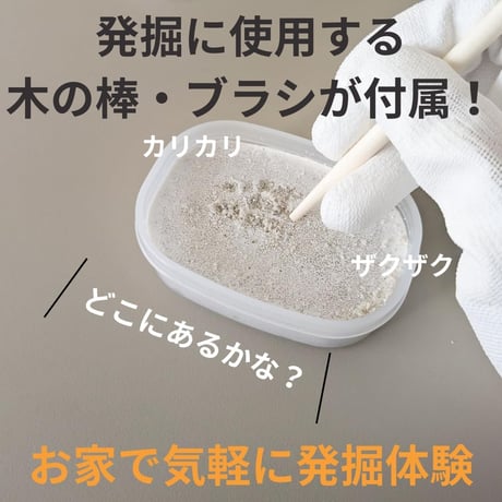 【恐竜が生きたジュラ紀の化石】ミニアンモナイト発掘キット（4個発掘できる）