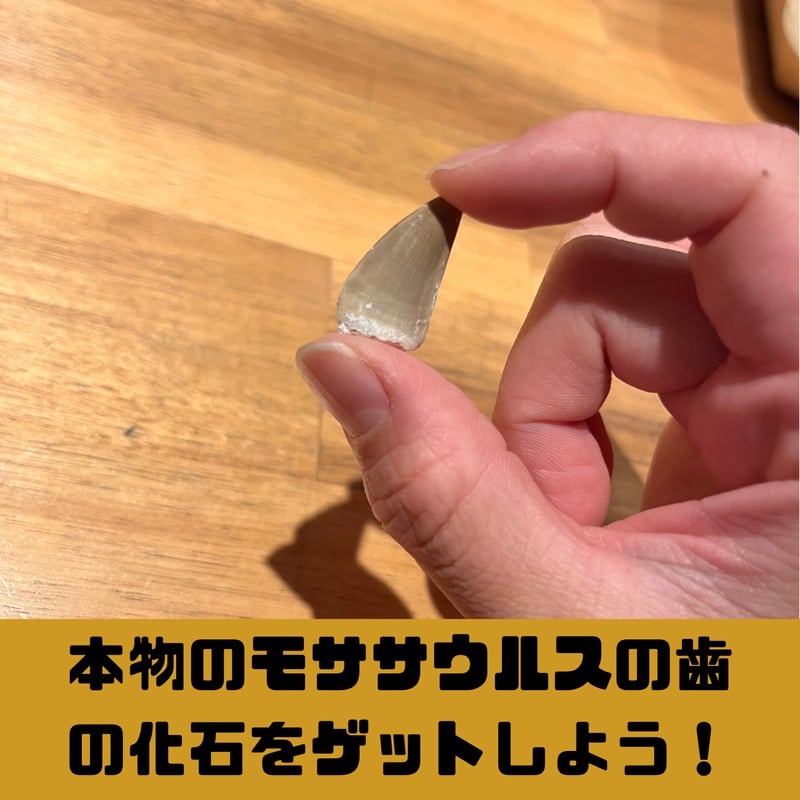 白亜紀の海最強】モササウルス発掘キット | 名取天文台SHOP