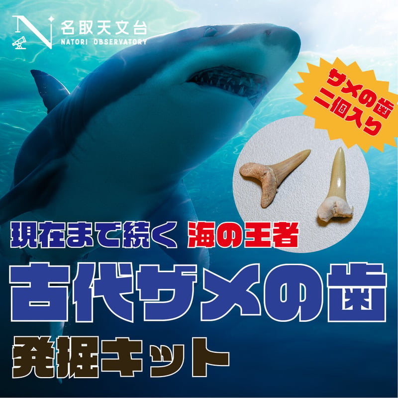 化石 アンモナイト 琥珀 亀 まとめ売り 三葉虫 サメ マンモスの牙 - その他