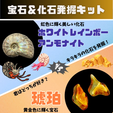 【セット販売】ホワイトレインボーアンモナイト発掘キット＆琥珀発掘キット