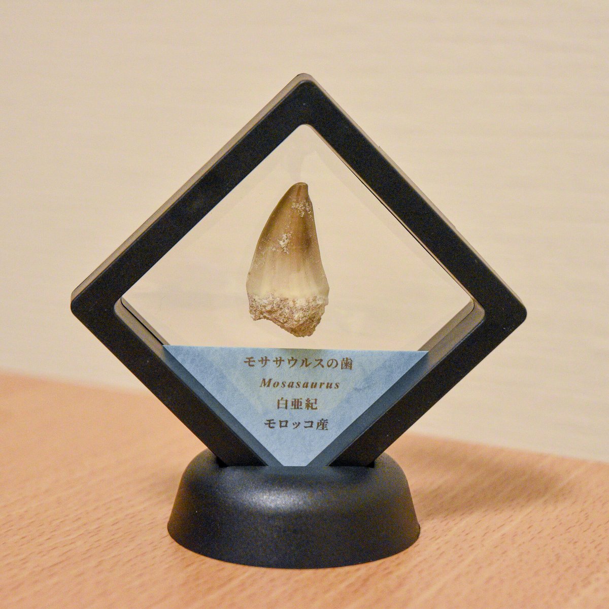 美品 モササウルスの顎 化石 モロッコ産 化石標本】モロッコ産