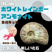 【虹色に輝く美しい化石】ホワイトレインボーアンモナイト発掘キット