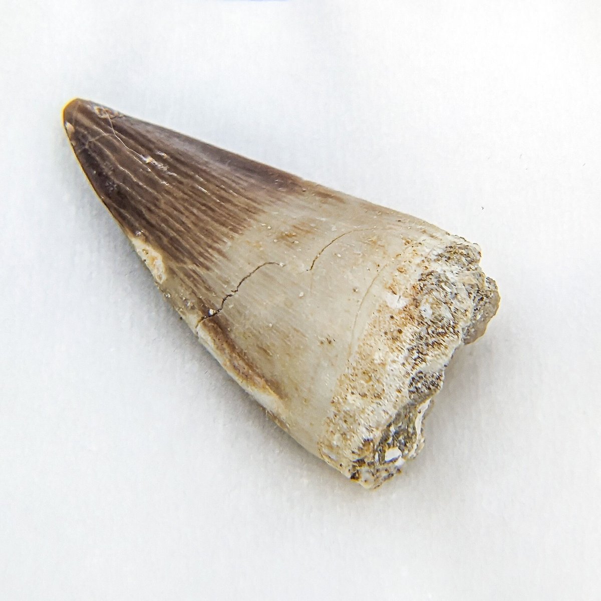 美品　モササウルスの顎　化石　モロッコ産 美品 モササウルスの顎 化石 モロッコ産 化石標本】モロッコ産