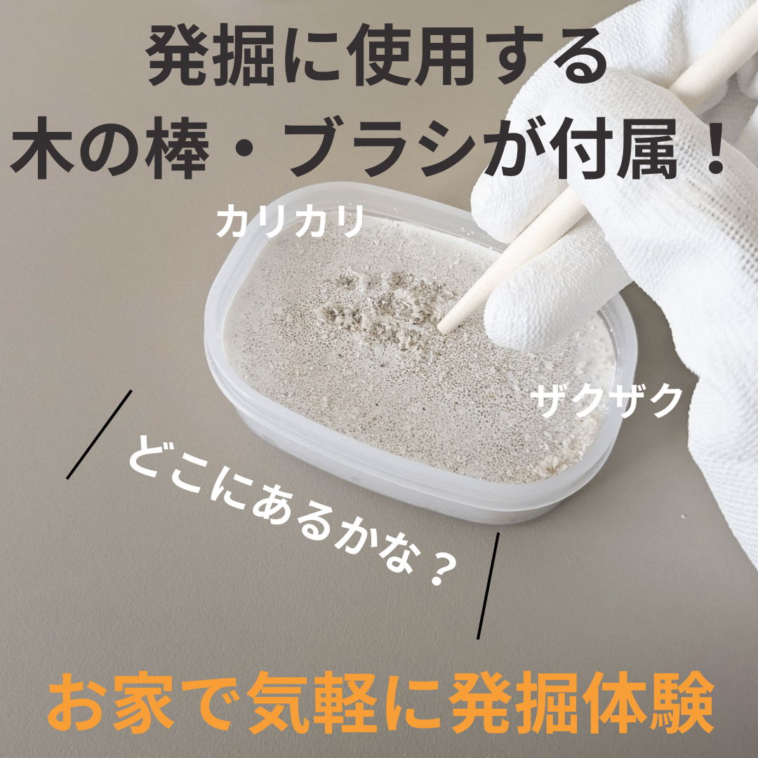 ひでさん 化石セット Amazon | 化石発掘体験キット（バラエティー